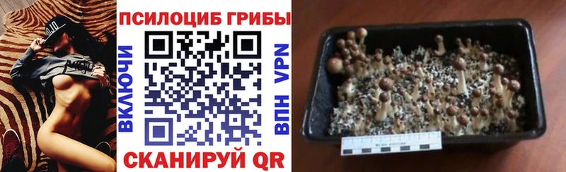 сколько стоит  Донецк  это состав  Псилоцибиновые грибы Magic Shrooms 
